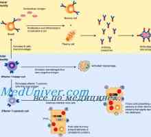 Aktivacija urođene imunosti. Faza aktiviranje urođene imunosti