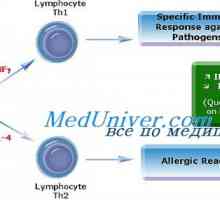 Alergena. T pomoćnih stanica tipa 2 (Th2) u alergijskim reakcijama