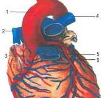 Anatomija arterija srca