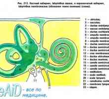 Anatomija fetalnog lubanje. Formiranje klina i rešetnica