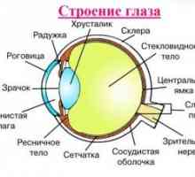 Anatomija ljudskog oka: Struktura