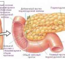 Anatomije i fiziologija ljudskom crijevu