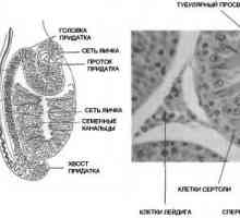 Anatomija i fiziologija muškog spolnog sustava