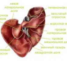 Anatomija i fiziologija ljudske jetre