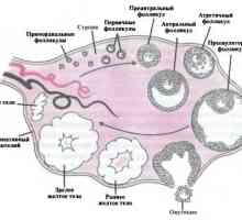 Anatomija i fiziologija ženskog reproduktivnog referentnog sustava