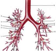 Anatomija velikog bronhija