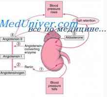 Nenormalan razvoj tijela embrij šupljine. Patologija fetalnih tjelesnim šupljinama