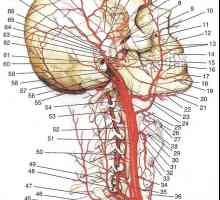 Arterije glave i vrata. Arterije Prva divizija