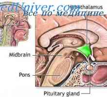 Stimulacija hipotalamusa. Funkcija limbički sustav nagrađivanja