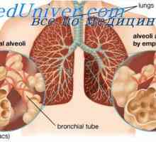 Učinak kisika u respiratorni centar. Uloga kisika u regulaciji disanja