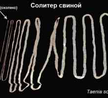 Cestodes traka crvi (helminta) kod ljudi, simptomi i liječenje