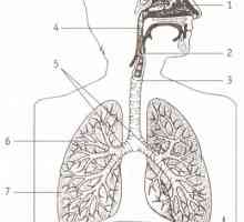 Što je odgovoran za čišćenje i odvodnju dišnog sustava