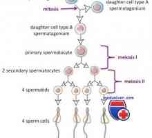 Spermatogeneza ciklus. Koliko vremena je zreo sperme?