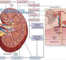 Vaskularizacije tkiva. Formiranje i rast novih krvnih žila