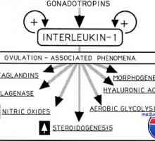 Citokini i neuropeptidi koji utječu na jajnike. funkcije