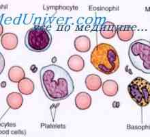 Citotoksičnost prirodnih stanica ubojica. Učinak imunomodulatora na NK stanicama