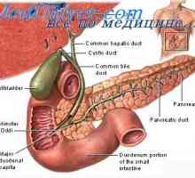 Kolesterol i žučni kamenci. Sekrecija u dvanaesniku