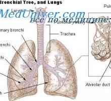 Tlak kisika u plinu alveola. Potreba za ukupnu plućne ventilacije
