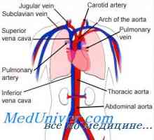 Krvni tlak u različitim dijelovima krvnih žila sustava. Teorijski Temelji cirkulacije