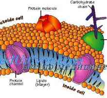 Stanične membrane. Struktura stanične membrane