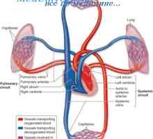 Plućna cirkulacija. Anatomija plućne cirkulacije