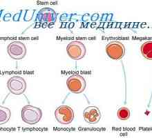 Diferencijacija limfoidnih stanica. limfopoezu