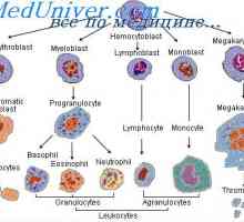Diferencijacija matičnih stanica. Diferencijacija granulocitne stanice