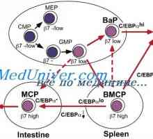 Diferencijacija T i B stanica. Citokini inducirati diferencijaciju stanica tipa Th1 i tipa…