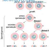 Regulacija spermatogeneze. sazrijevanje spermija