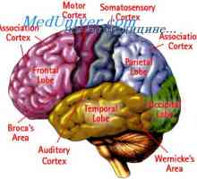 Komunikacija moždane kore s drugim odjelima. Posebna područja moždane kore