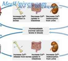 Učinak paratiroidnog hormona u crijevu. Regulacija sekrecije paratiroidnog hormona