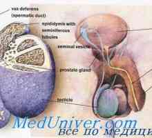Sperma kretanje muškog genitalnog trakta. sazrijevanje spermija
