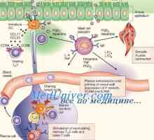 Fagocitna aktivnost dendritične stanice. Imunofenotip od dendritičke stanice