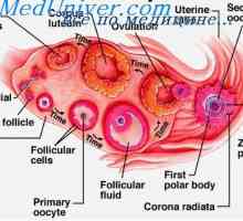 Folikularne stanice. Fiziologija folikularnih stanica