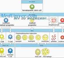 Formiranje imunitet u fetusa. neonatalna limfopoezu