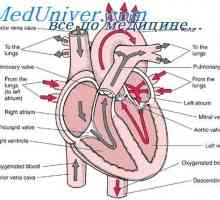 Formiranje fetalnih srčanih zalistaka. Razvoj embrija u perikarda