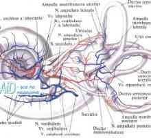Formiranje embrija mišića vrata. Razvoj fetusa mišića glave