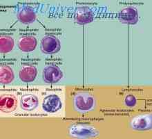 Urođeni imunitet. Stečena ili adaptivni imunitet