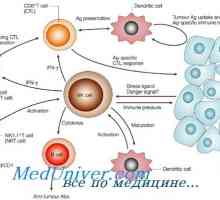 Tvorba nk-fetalnog imunološke stanice. imuniteta T-limfocita