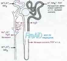 Fiziologija nefrona. Kortikalne nephrons i juxtamedullary