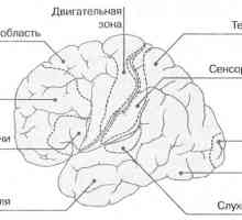 Funkcija mozga