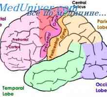 Funkcije parijetalni-okcipitalnog-temporalnog korteksa. Veće intelektualne funkcije