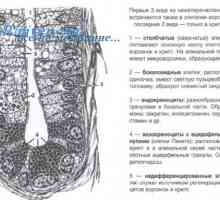 Formiranje tankog crijeva fetusa embriogeneze, morfologije