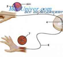 Funkcija mišića vretena. Fleksija refleks mehanizam povlačenja