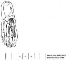 Funkcionalni testovi donjih ekstremiteta mišića savijanja u metatarzofalangalnih zgloba palca