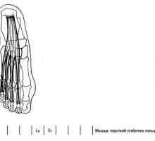 Funkcionalni testovi donji udovi mišića interfalangealnim zglobova prstiju