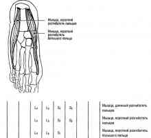 Funkcionalni testovi mišićne donjih udova produžnih prstiju