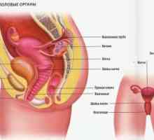 Funkcioniranje ženskog reproduktivnog sustava u djece