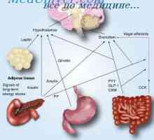 Gastrin, sekretin, pankreozimin kolecistokinin-: sinteza, funkcija
