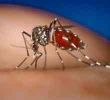 Denga hemoragijske groznice: simptomi, patogen